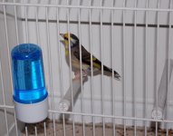 dsc0373ry.jpg