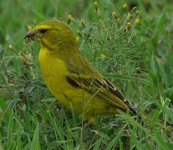 250px-Serinus_sulphuratus1_recrop.jpg