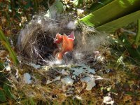 Pinson_des_arbres_-_Fringilla_coelebs_juvenile_1.jpg