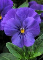 flores-violeta_1040_1.jpg