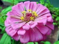 zinnia_elegans.jpg