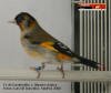 Jilguera_x_cardenalito_macho_06_small.jpg