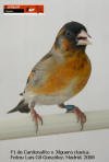 Jilguera_x_cardenalito_macho_12_small.jpg