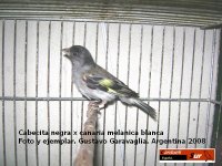 carduelis magellanicax canaria.jpg