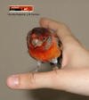 Charlie%203_small.jpg