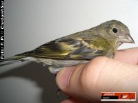 F1 Carduelis Xanthogastra x raza española..jpg