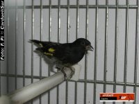 trihib02.jpg