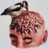 Brainpecker